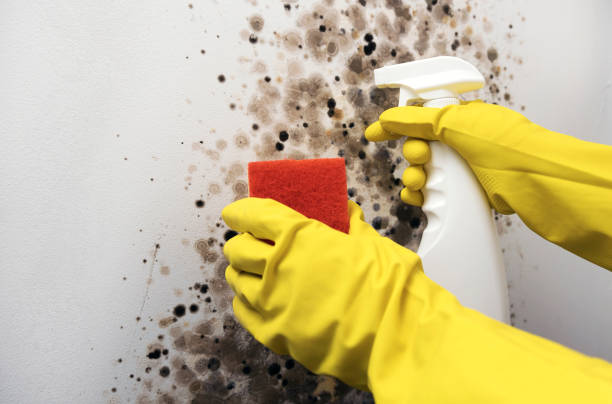 Best Attic Mold Removal  in Prestonsburg, KY